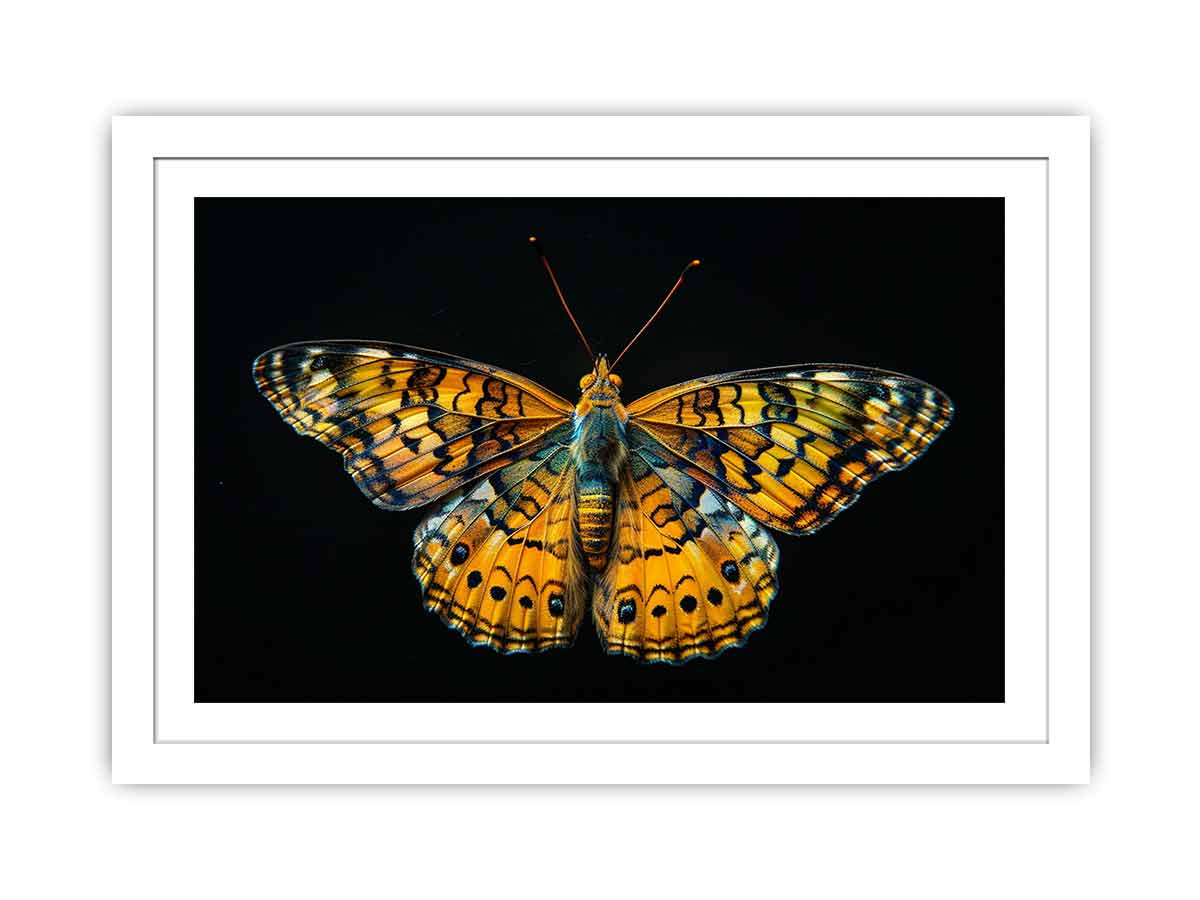 Butterfly Streched canvas