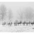 Sheep in the Field