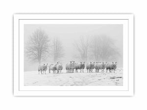 Sheep in the Field Streched canvas