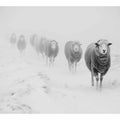 Sheeps in Field