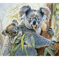 Koala Cute Baby
