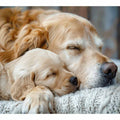 Dog  Cute Babies 