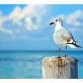 Seagull 