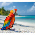 Tropical Parrot 