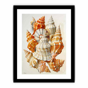 SHell   Art Print