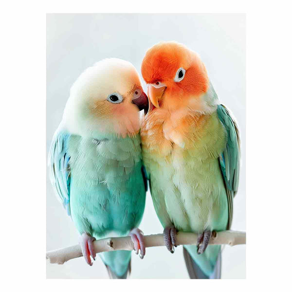 Love Birds 