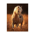 white horse premium canvas wall art for modern living room decor