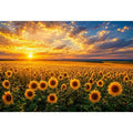 Sunflower field at sunset canvas art for elegant living room decor