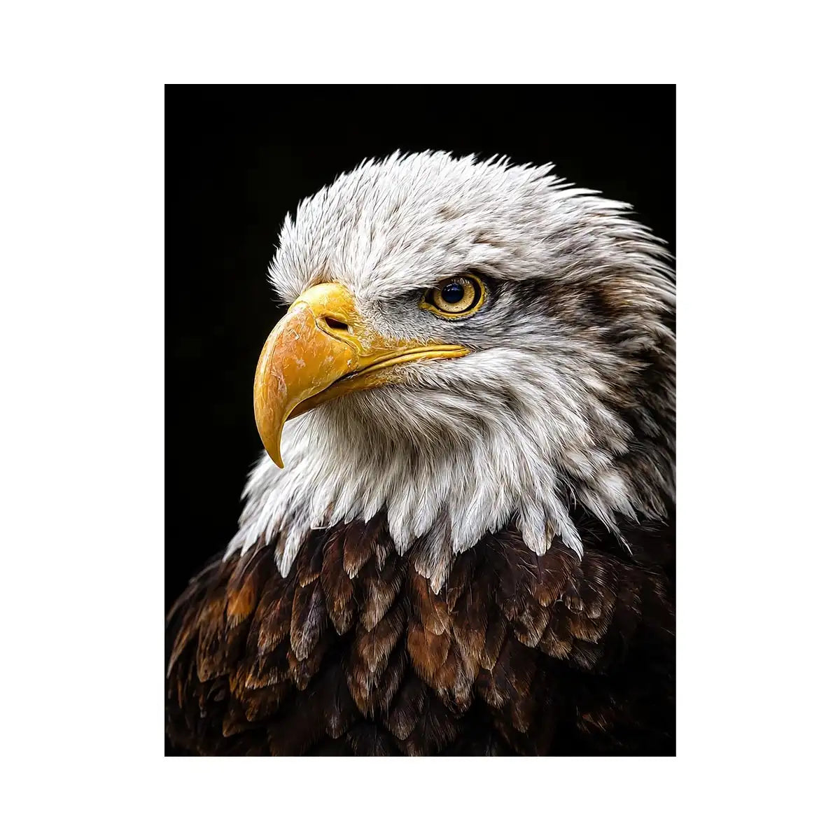 Bald eagle portrait canvas art for office or classic living room decor.