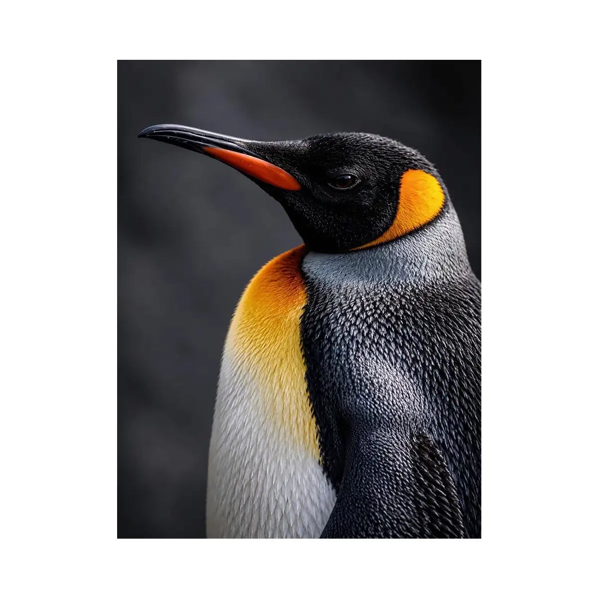 King penguin portrait canvas print for clean modern bedroom decor.
