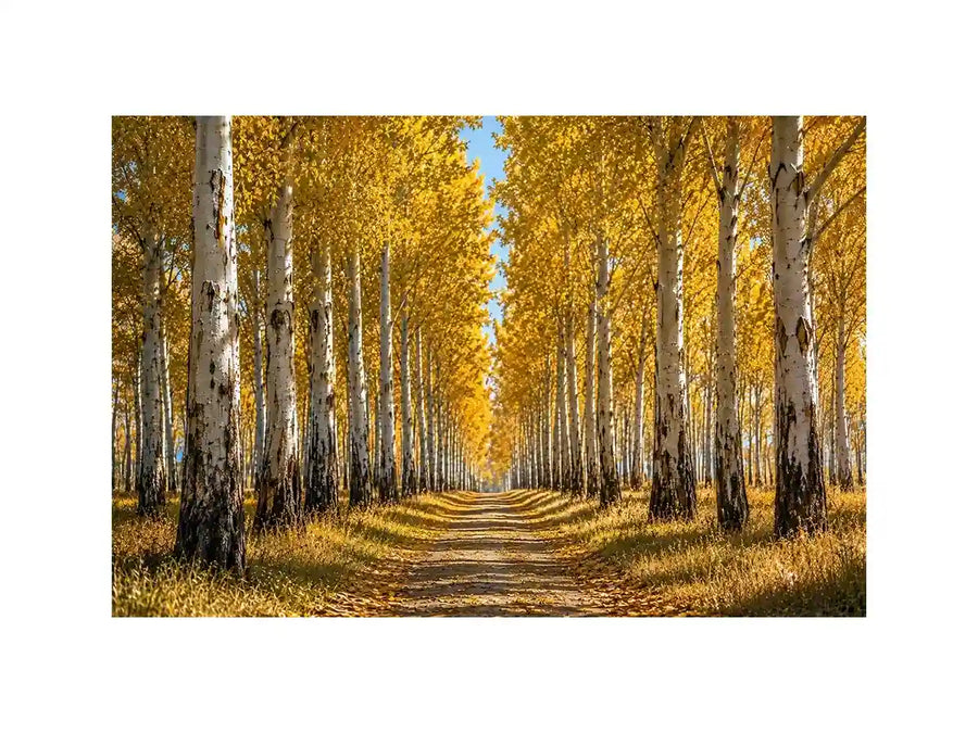 Golden autumn birch forest canvas art for warm hallway and living room decor.