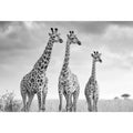 Black and white giraffe canvas art for modern living room decor.