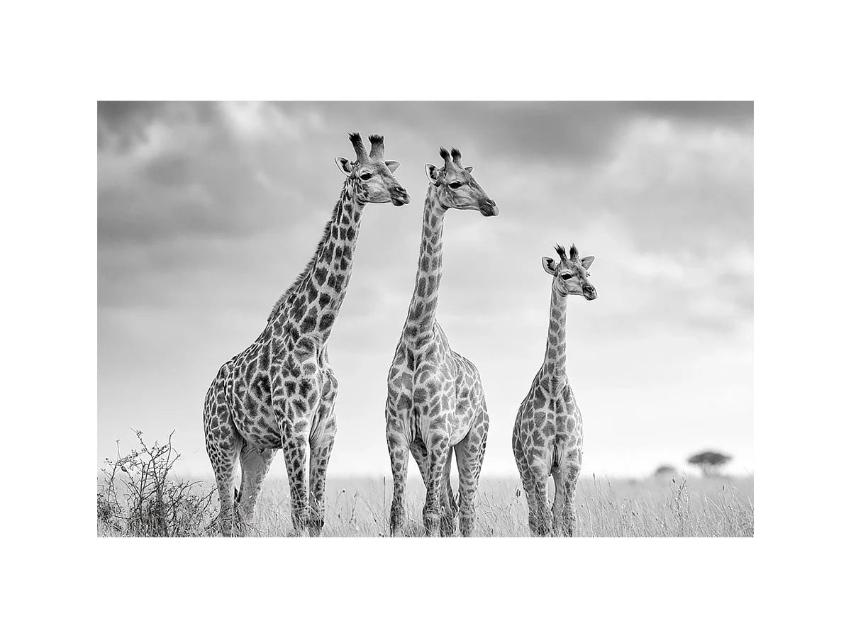 Black and white giraffe canvas art for modern living room decor.