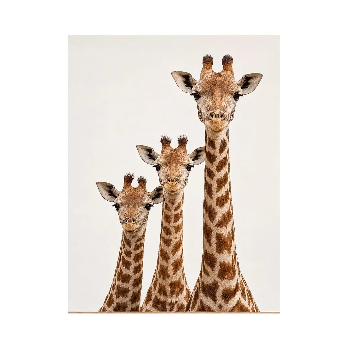 Square giraffe trio canvas art for nursery and kids room decor.