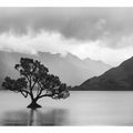 Isolated Tree