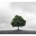 Isolated Green Tree