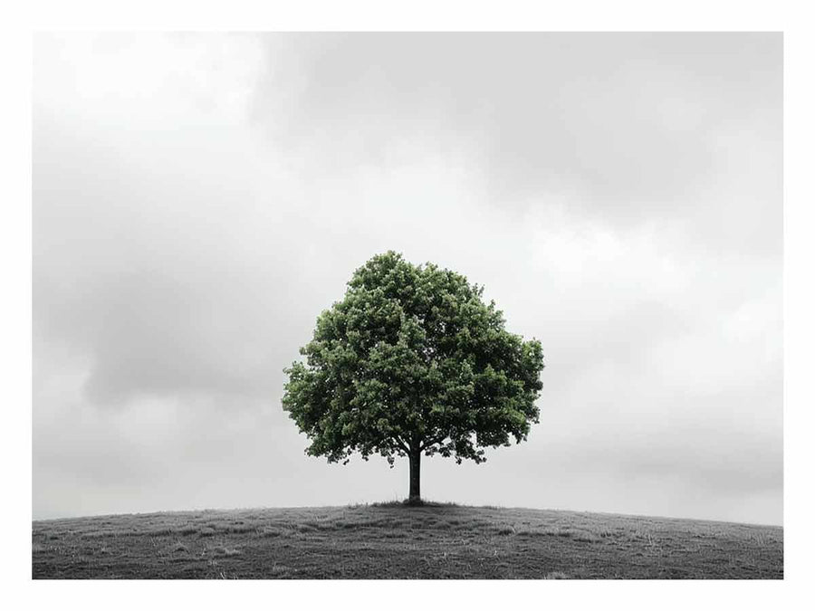 Isolated Green Tree