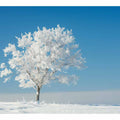 Solitary Tree 