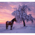 Horse In Winter 