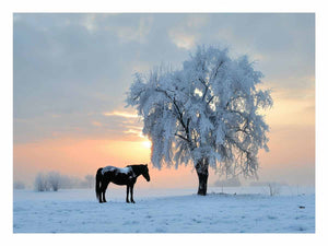 Black horse and frosted tree in snowy meadow canvas art for calm room decor.