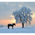 Horse In Winter 