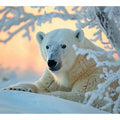 Cute Polar Bear