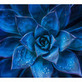 Moody blue succulent canvas art with water droplets for elegant modern room decor.