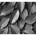 Black and white botanical leaves canvas art for calm modern bedroom decor.
