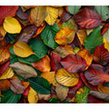 Autumn leaf photography canvas art with warm foliage for cozy living room decor.