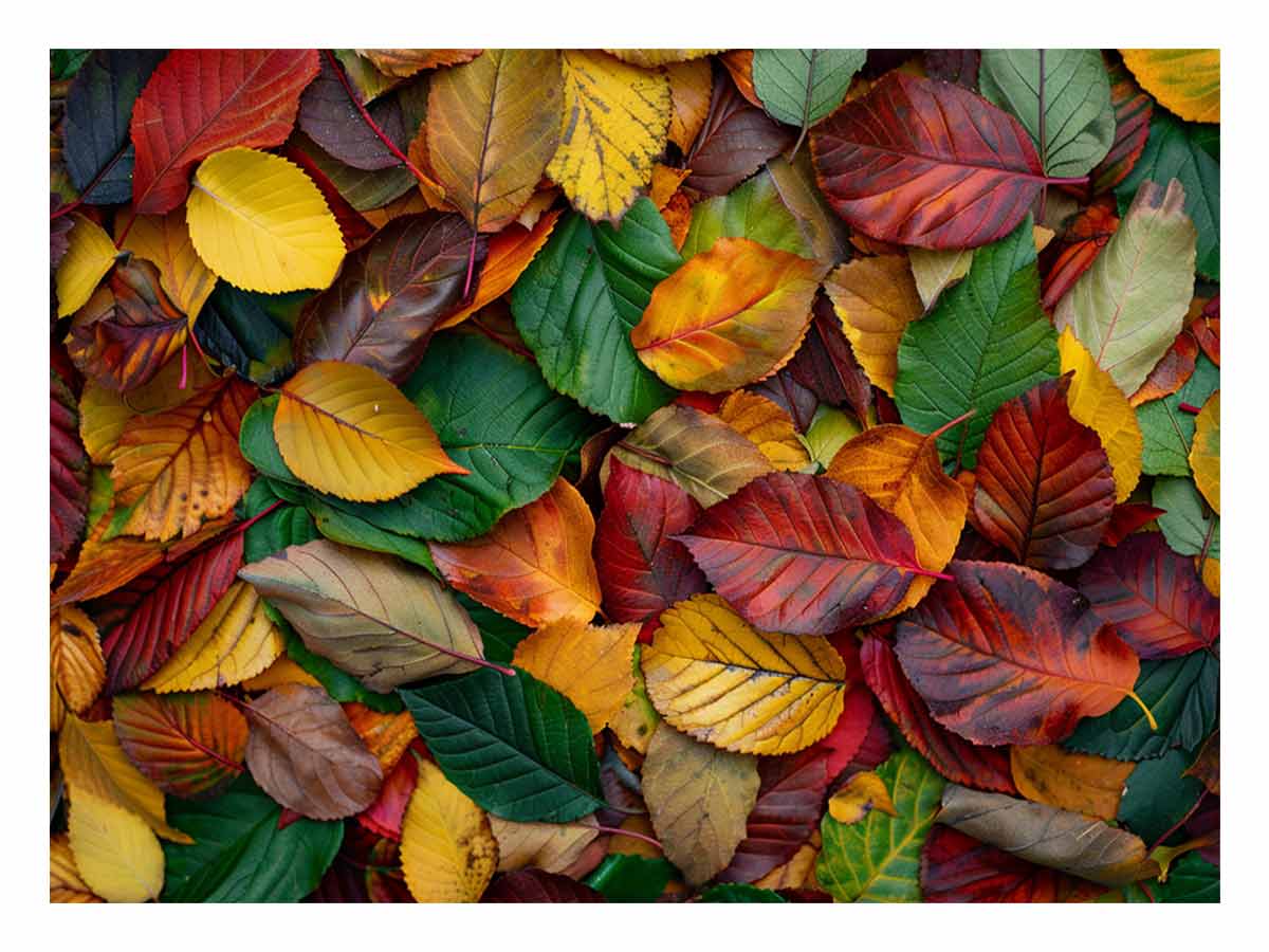 Autumn leaf photography canvas art with warm foliage for cozy living room decor.