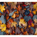  Autumn leaf 