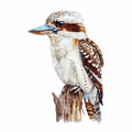 Watercolor kookaburra bird canvas art for nursery or kitchen decor.
