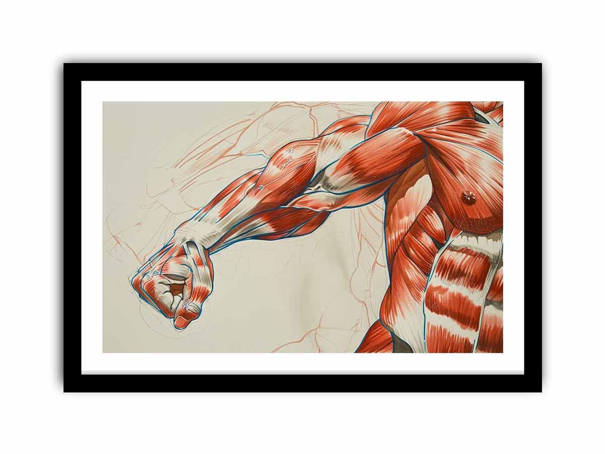 Horizontal anatomy muscle arm canvas art for office, gym, or study decor.