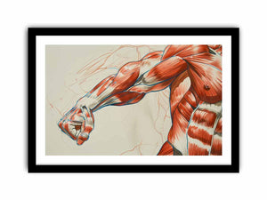 Horizontal anatomy muscle arm canvas art for office, gym, or study decor.