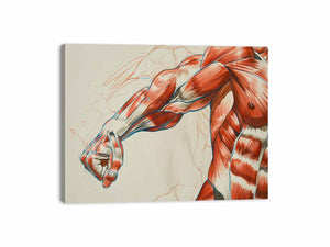 Horizontal anatomy muscle arm canvas art for office, gym, or study decor.