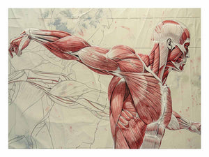 Horizontal athletic anatomy muscle canvas art for gym or professional office decor.