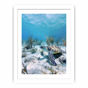 Underwater sea turtle canvas wall art for coastal bathroom decor.