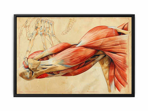 Vintage anatomical muscle and bone canvas art for office or study wall decor.