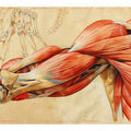 Muscles