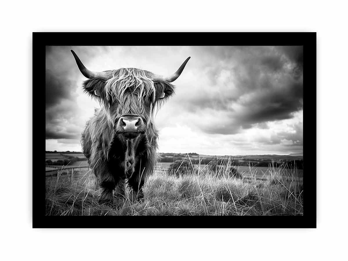 Black and white Highland cow landscape photography for rustic farmhouse decor.