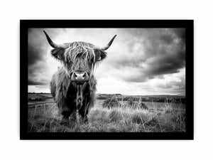 Black and white Highland cow landscape photography for rustic farmhouse decor.