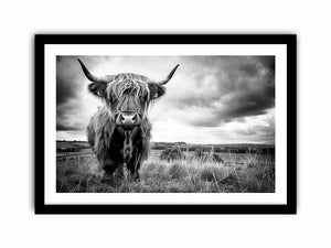 Black and white Highland cow landscape photography for rustic farmhouse decor.