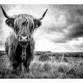 Stormy The Highland Cow