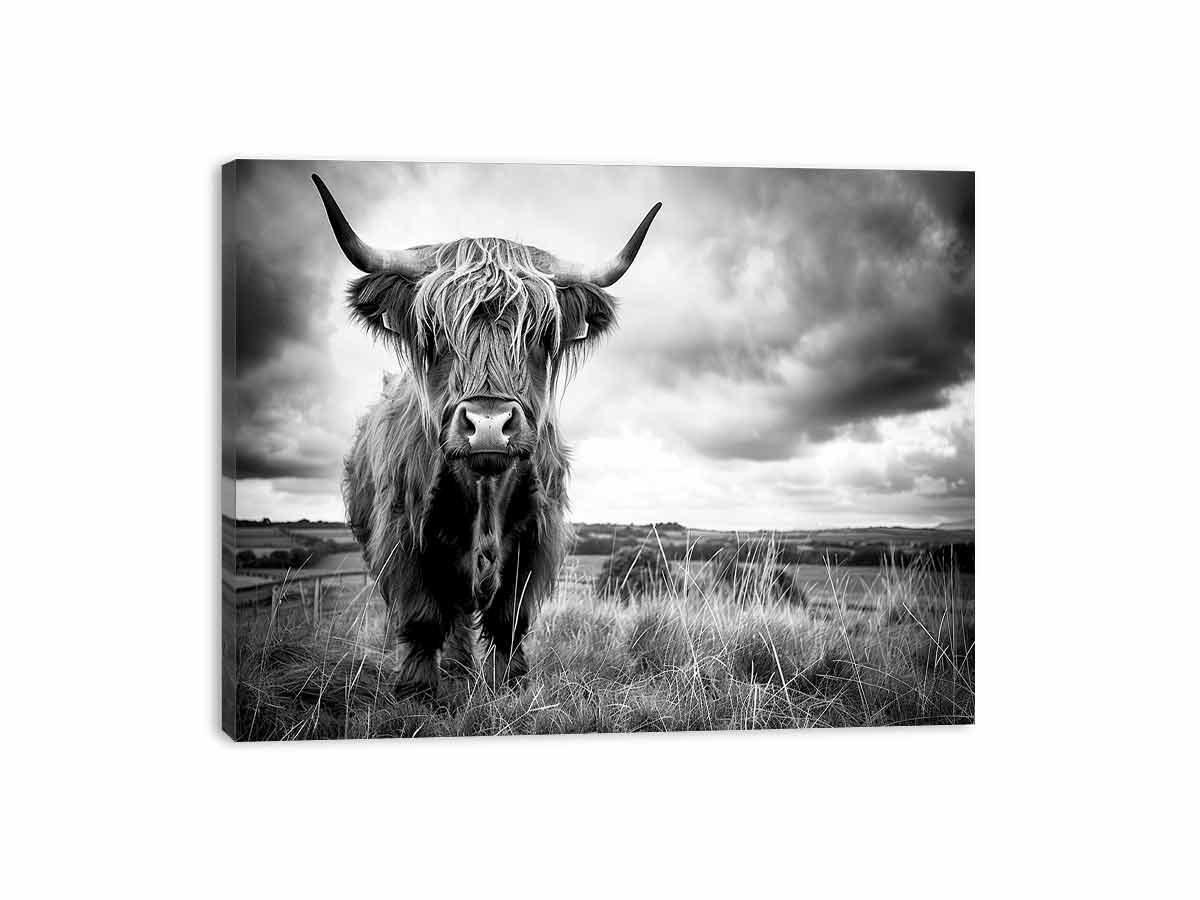 Black and white Highland cow landscape photography for rustic farmhouse decor.