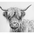 Scotland Highland Cow