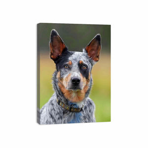 Realistic blue heeler dog canvas print for modern living room or office decor.