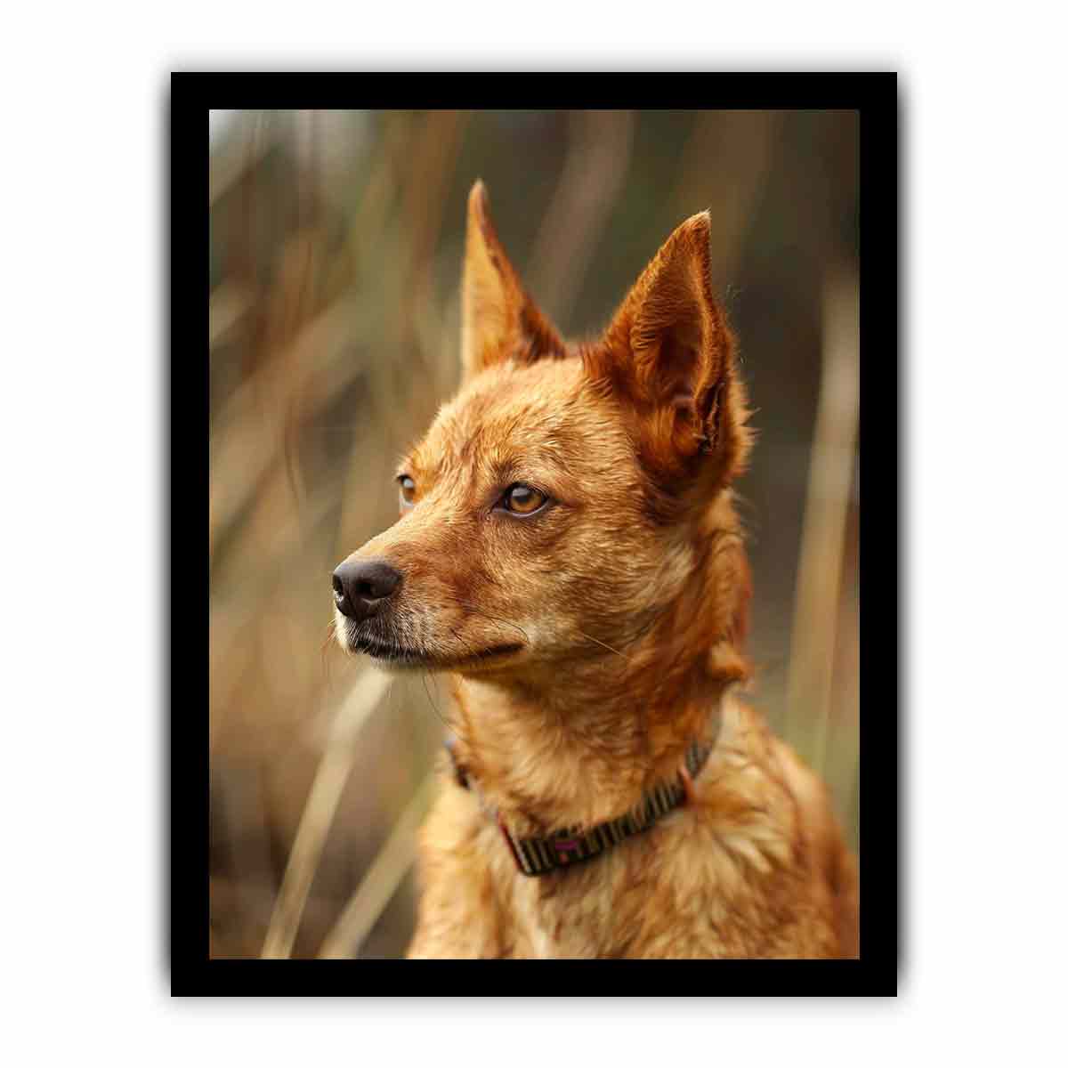 Warm red heeler dog portrait canvas art for rustic modern home decor.