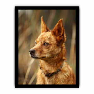 Warm red heeler dog portrait canvas art for rustic modern home decor.