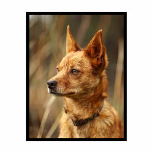 Warm red heeler dog portrait canvas art for rustic modern home decor.