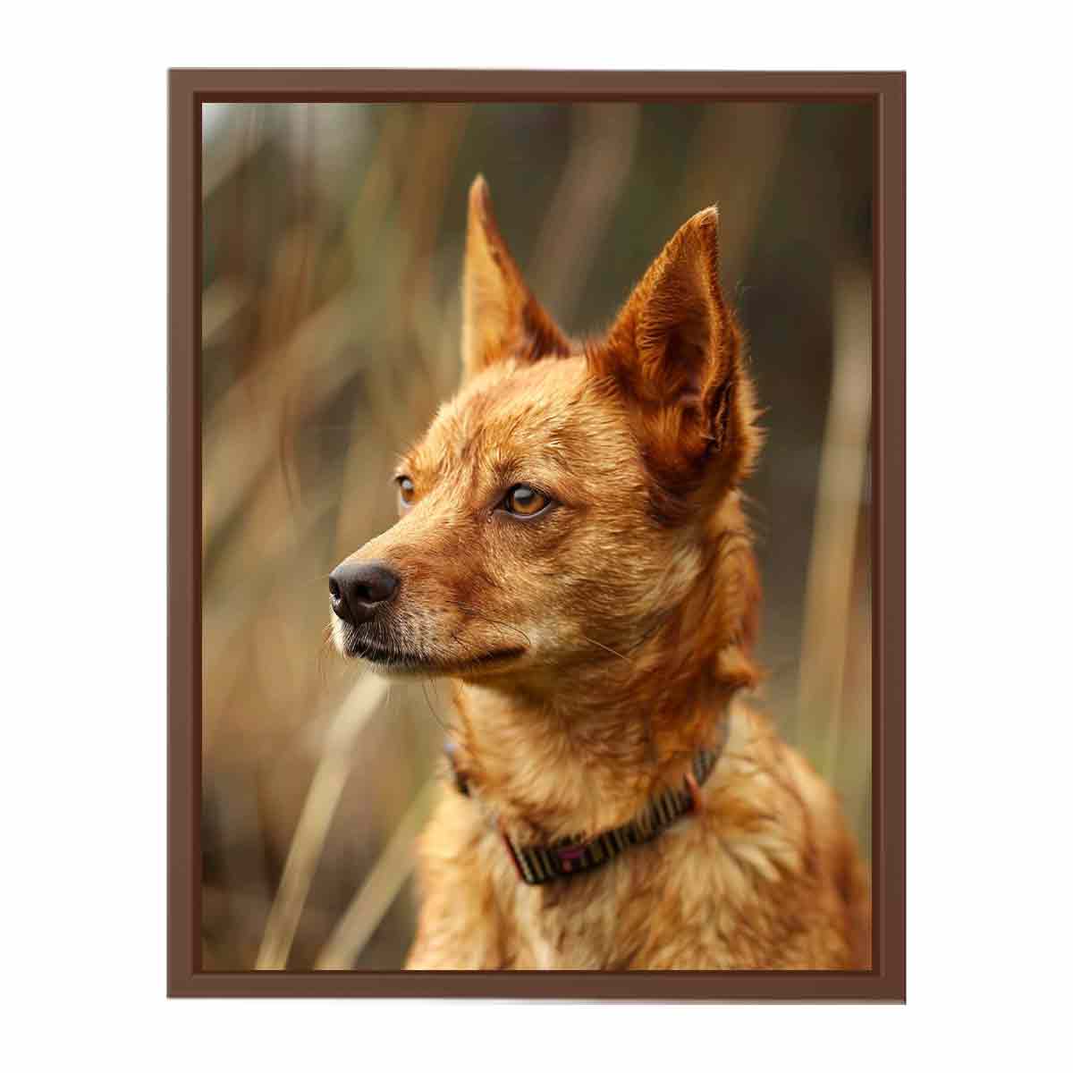 Warm red heeler dog portrait canvas art for rustic modern home decor.
